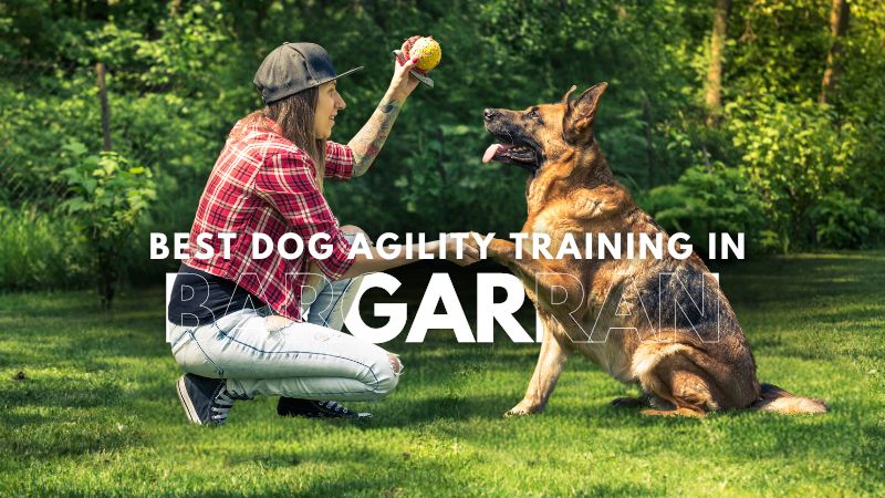 Best Dog Agility Training in Bargarran