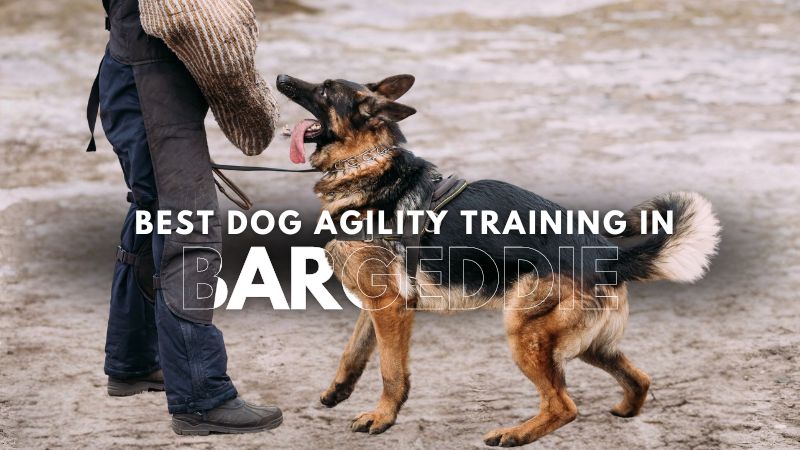 Best Dog Agility Training in Bargeddie