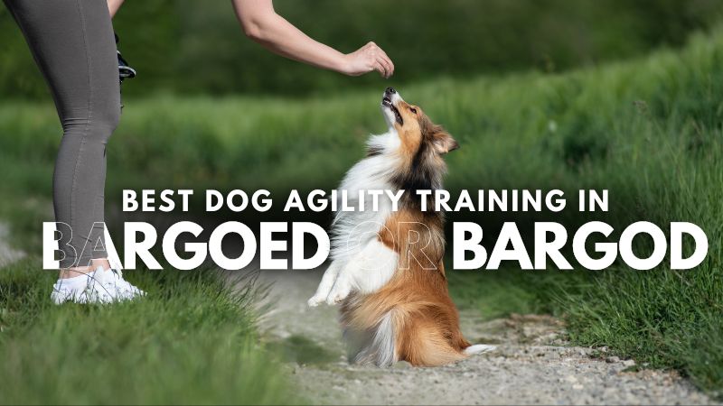 Best Dog Agility Training in Bargoed or Bargod