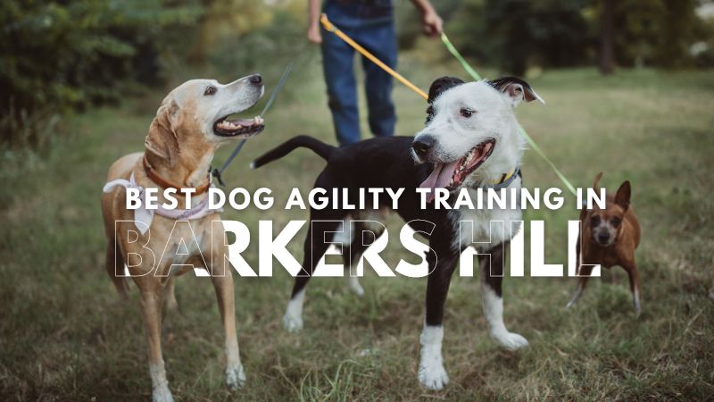 Best Dog Agility Training in Barkers Hill