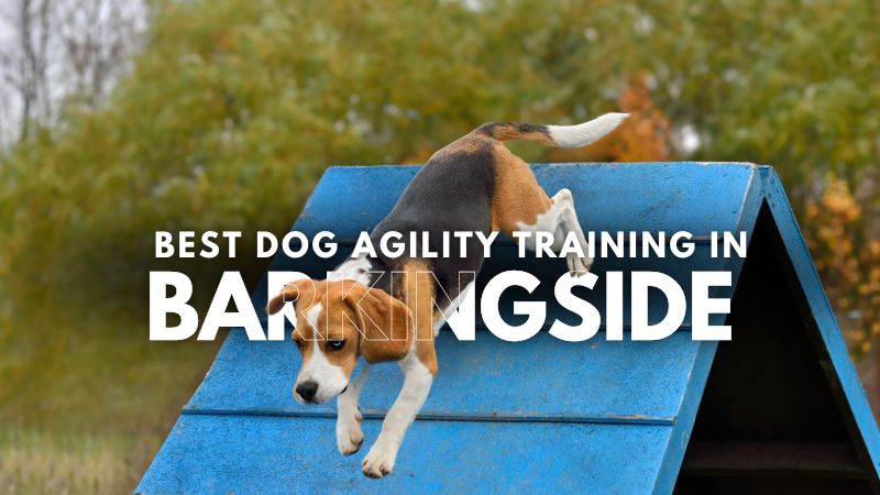 Best Dog Agility Training in Barkingside