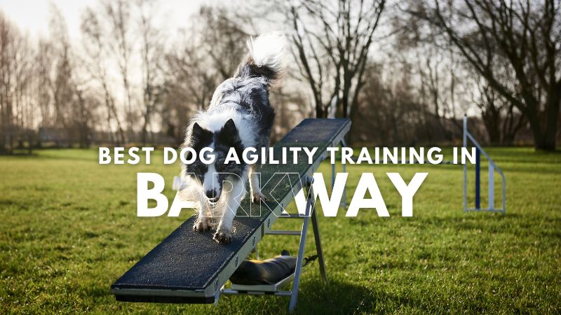 Best Dog Agility Training in Barkway