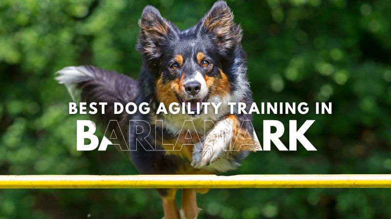 Best Dog Agility Training in Barlanark