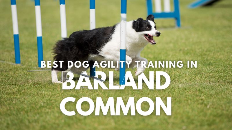 Best Dog Agility Training in Barland Common