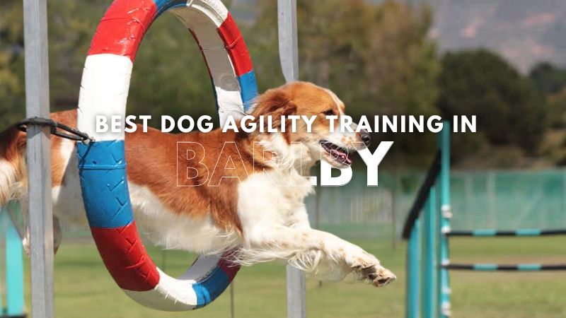 Best Dog Agility Training in Barlby