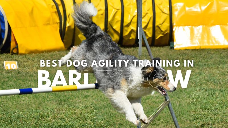 Best Dog Agility Training in Barley Mow