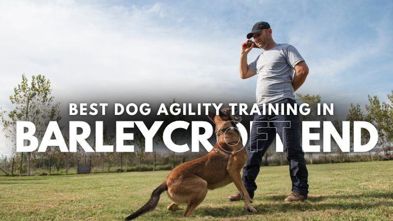 Best Dog Agility Training in Barleycroft End