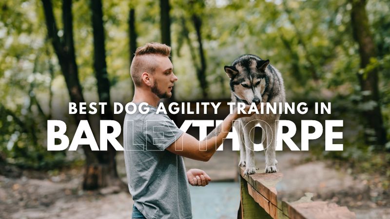 Best Dog Agility Training in Barleythorpe