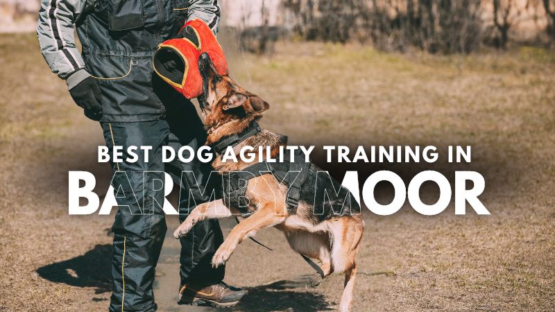 Best Dog Agility Training in Barmby Moor