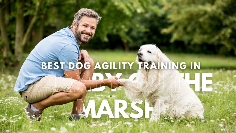 Best Dog Agility Training in Barmby on the Marsh