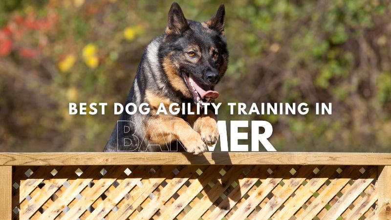 Best Dog Agility Training in Barmer