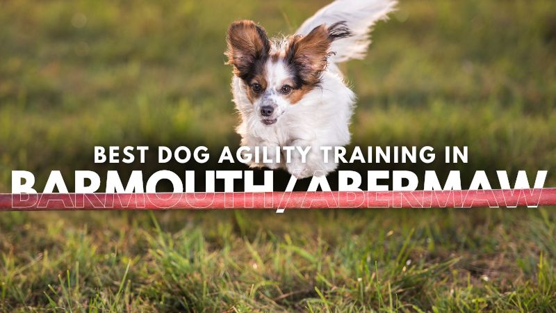 Best Dog Agility Training in Barmouth_Abermaw