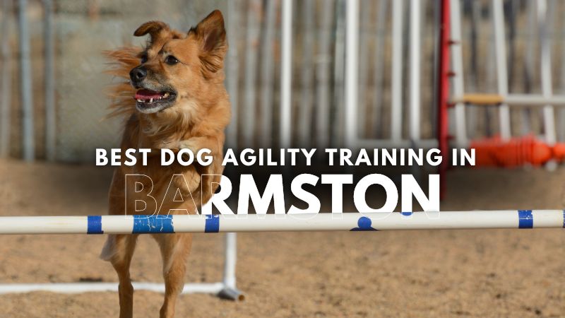 Best Dog Agility Training in Barmston