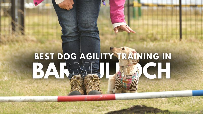 Best Dog Agility Training in Barmulloch