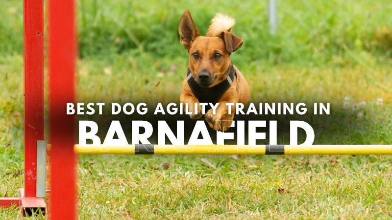 Best Dog Agility Training in Barnafield