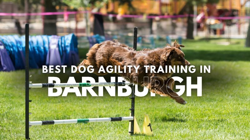 Best Dog Agility Training in Barnburgh