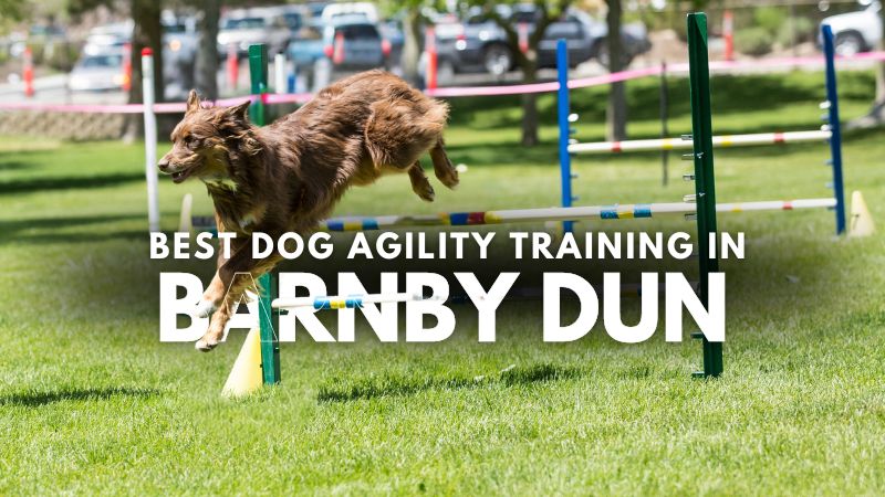 Best Dog Agility Training in Barnby Dun