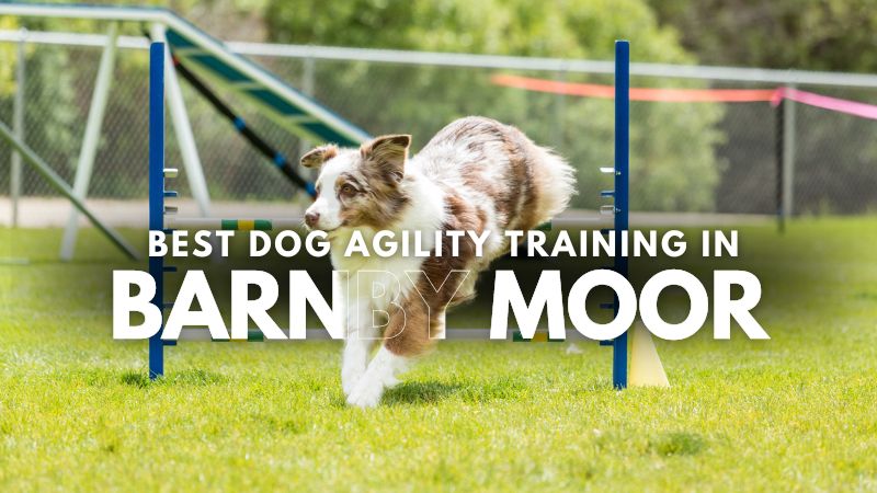 Best Dog Agility Training in Barnby Moor