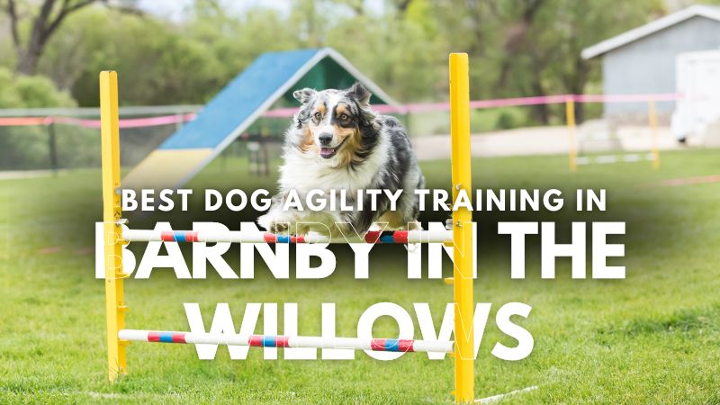 Best Dog Agility Training in Barnby in the Willows