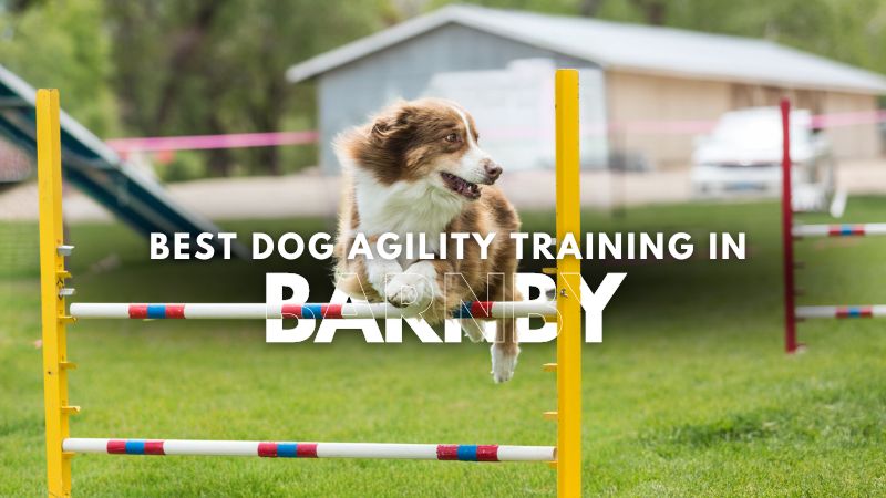 Best Dog Agility Training in Barnby