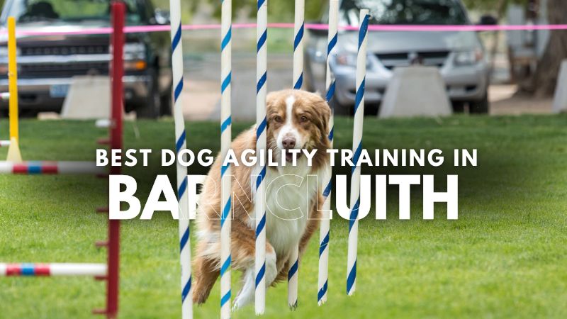 Best Dog Agility Training in Barncluith