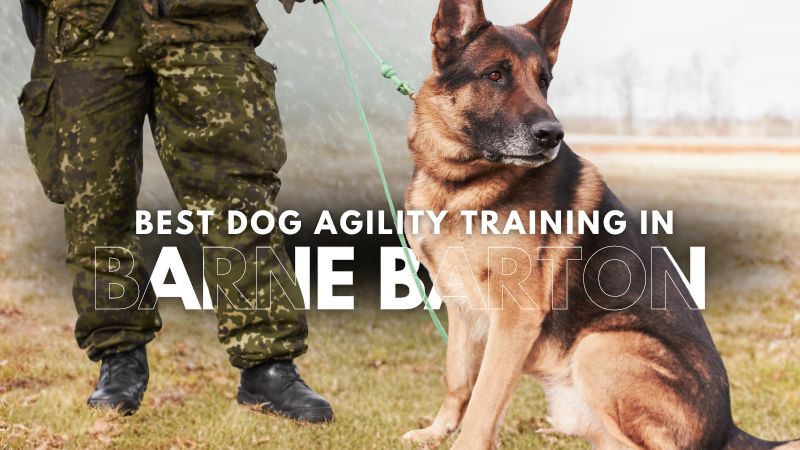 Best Dog Agility Training in Barne Barton