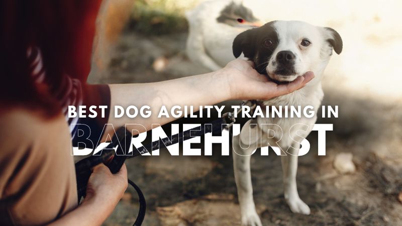 Best Dog Agility Training in Barnehurst