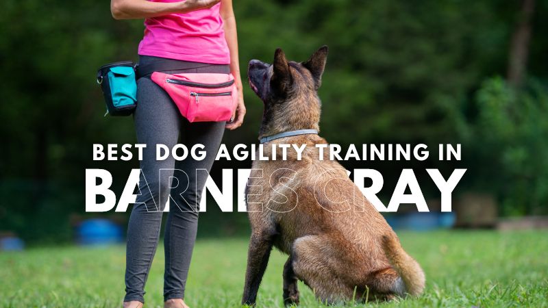 Best Dog Agility Training in Barnes Cray