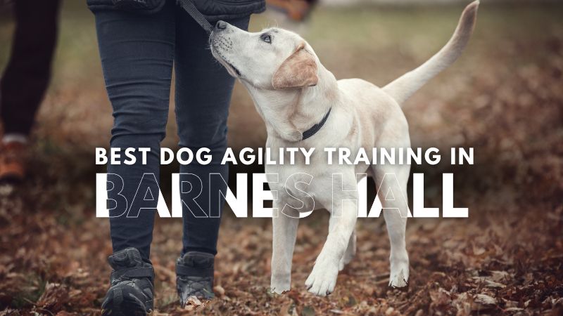 Best Dog Agility Training in Barnes Hall