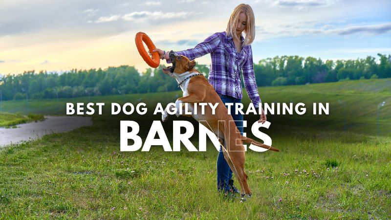 Best Dog Agility Training in Barnes
