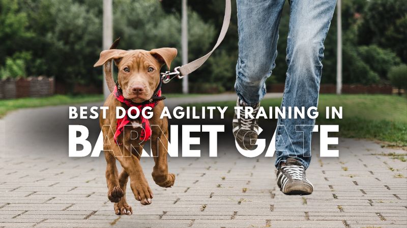 Best Dog Agility Training in Barnet Gate