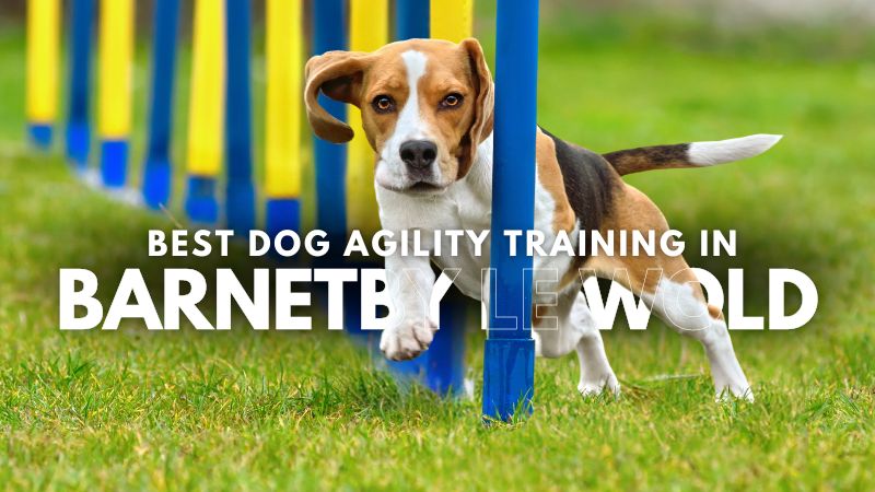Best Dog Agility Training in Barnetby le Wold