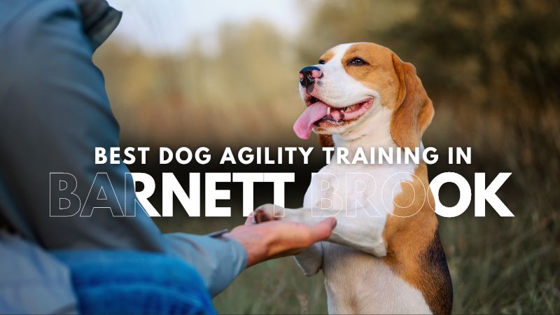 Best Dog Agility Training in Barnett Brook