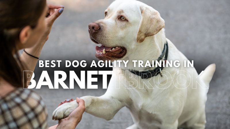 Best Dog Agility Training in Barnettbrook