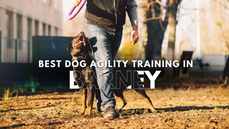 Best Dog Agility Training in Barney