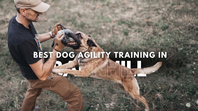 Best Dog Agility Training in Barnhill