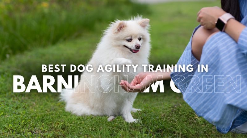 Best Dog Agility Training in Barningham Green