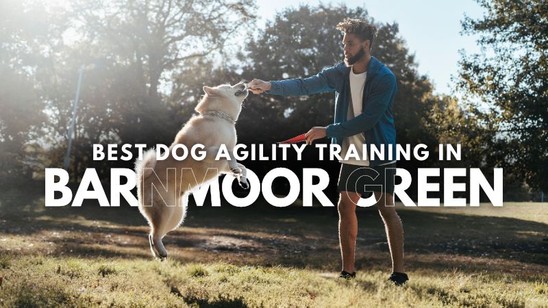 Best Dog Agility Training in Barnmoor Green