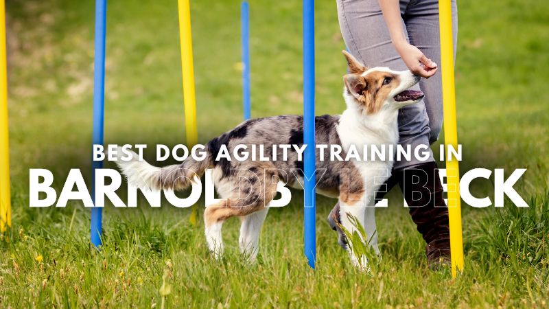 Best Dog Agility Training in Barnoldby le Beck