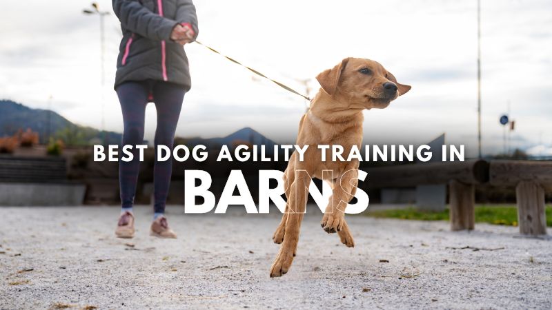 Best Dog Agility Training in Barns