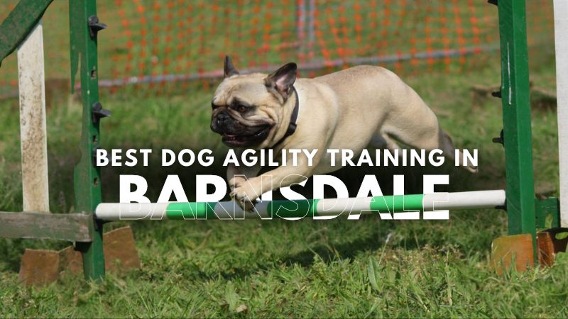 Best Dog Agility Training in Barnsdale