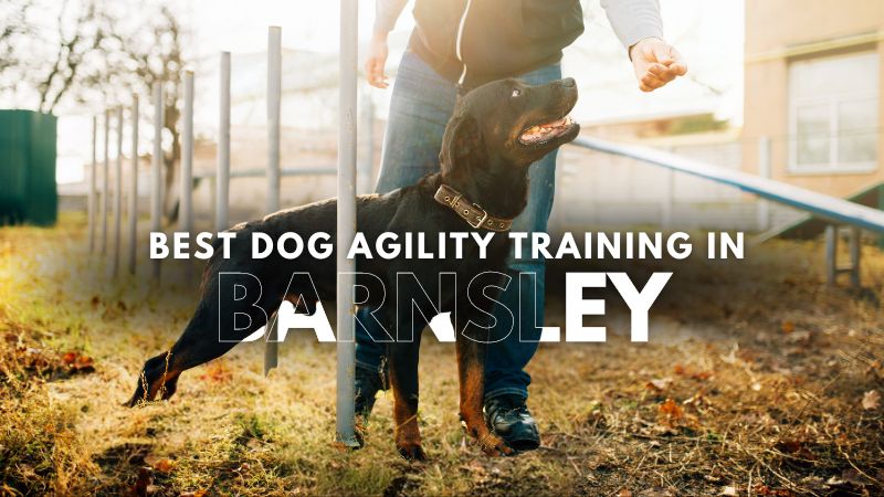 Best Dog Agility Training in Barnsley