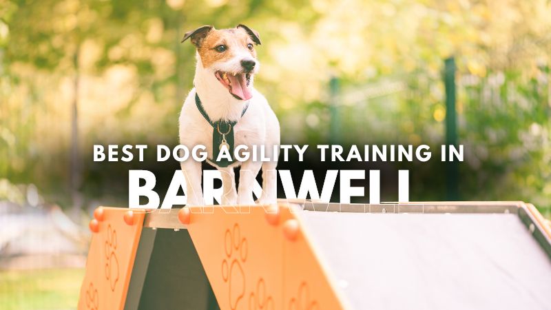 Best Dog Agility Training in Barnwell