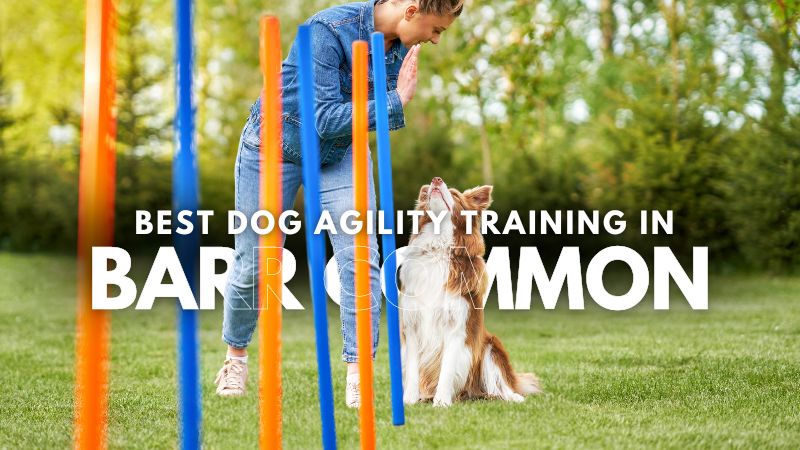 Best Dog Agility Training in Barr Common