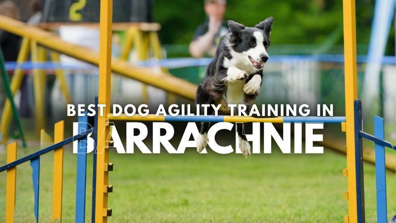 Best Dog Agility Training in Barrachnie