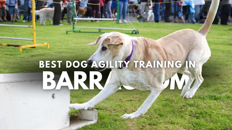 Best Dog Agility Training in Barraglom