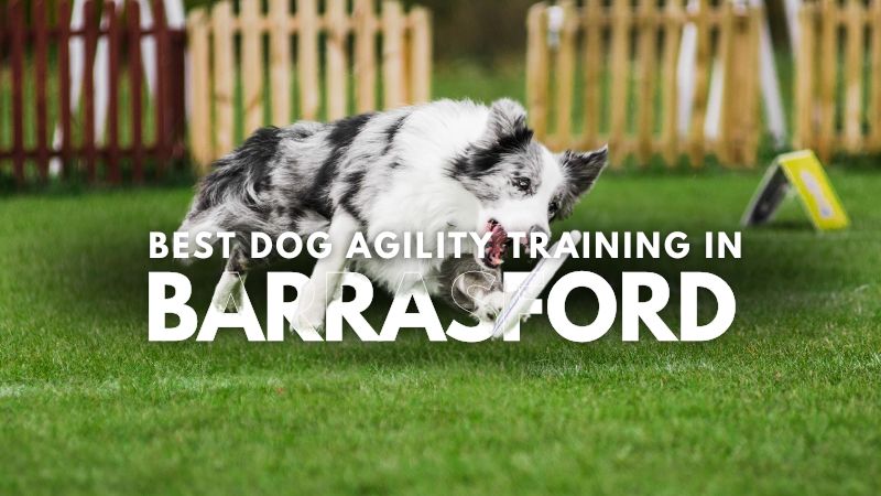 Best Dog Agility Training in Barrasford