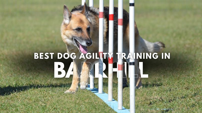 Best Dog Agility Training in Barrhill