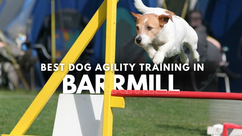 Best Dog Agility Training in Barrmill