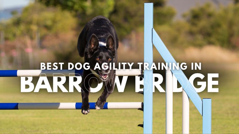 Best Dog Agility Training in Barrow Bridge